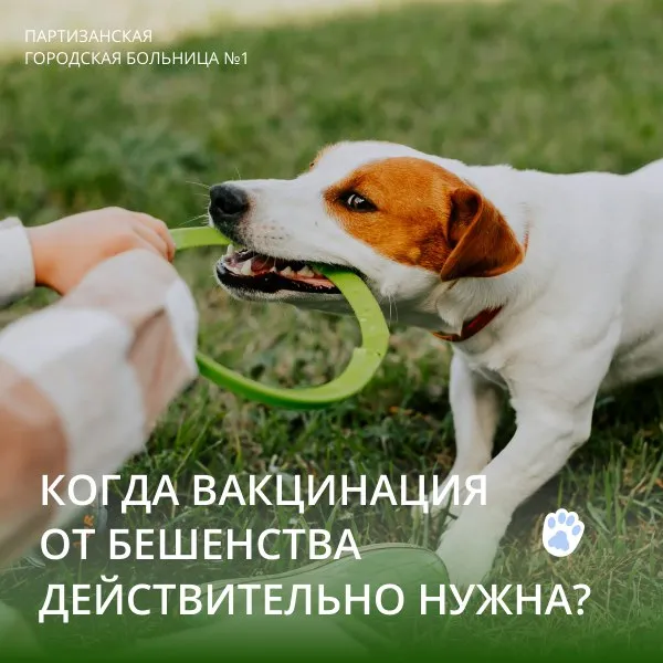Когда вакцинация от бешенства действительно нужна? 